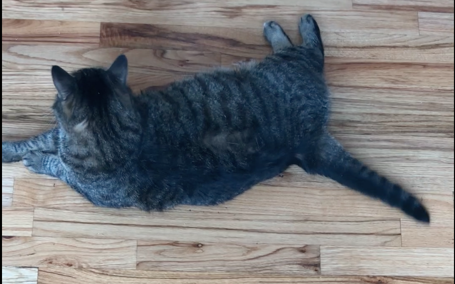 Is my cat singing along?